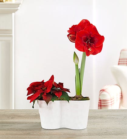 Holiday Amaryllis And Poinsettia Plant Duo
